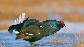 Как я искал токовище тетерева