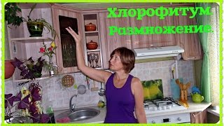 Хлорофитум. Размножение хлорофитума розетками. Цветок чистоты.