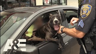 Live PD: Illegal Lap Dog (Season 2) | A&E