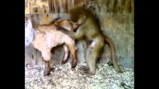 Секс животных. Приколы 2015.  #1