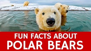Interesting Facts about Polar Bears – Educational Video for School Learning