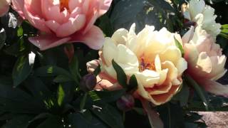 Candy Cane | R2 Flowers BV | Peonies