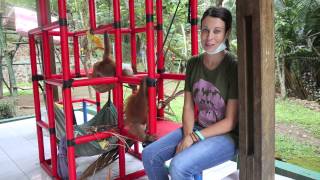 Saving the Habitat of the Sumatran Orangutan | The Orangutan Project