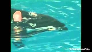 Killer whale almost drowns trainer at SeaWorld