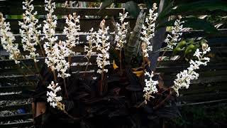 Orquídea LUDISIA DISCOLOR