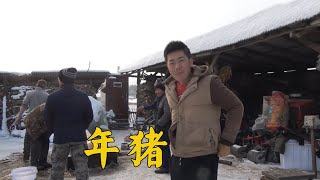 东北大龙：辛苦一年养的猪，几分钟就被邻居抢光，老妈后悔养少了