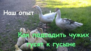 Как подсадить гусят// Наш опыт // Мое хозяйство