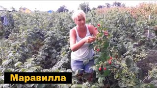 Малина Маравилла - что будет, если не ухаживать за ней