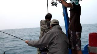 Câu cá bóp 12kg ,cao cần thủ Hồ Văn Hán 2011