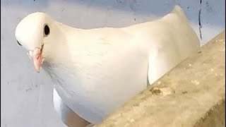 Кормлю голубей и пискун не похожи на других/I feed the pigeons and the little pigeon