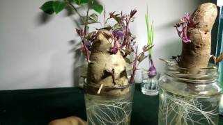 Project, Growing sweet potatoes in containers, water, jars
