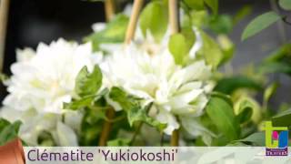 Clématite Yukiokoshi - Pépinières TRAVERS - Spécialiste des plantes grimpantes