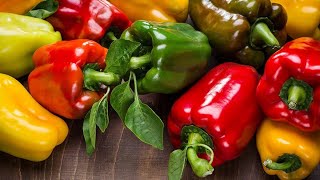 МАСТЕР КЛАСС ПО ВЫРАЩИВАНИЮ ПЕРЦА! КОГДА И КАК САЖАТЬ ПЕРЕЦ НА РАССАДУ! ПРОВЕРЕННЫЙ СПОСОБ ПОСЕВА!