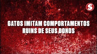 Gatos imitam comportamentos ruins de seus donos