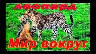 Леопард против орла, против гиены. Бабуины атаковали леопарда.