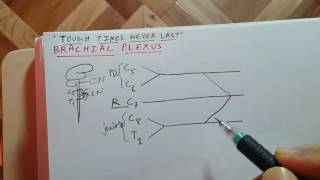 BRACHIAL PLEXUS | easy and funny way of remembering brachial plexus | introduction | USMLE STEP 1