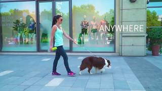 5 товаров для собак с AliExpress