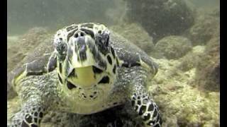 Deep Blue Diving with Turtles