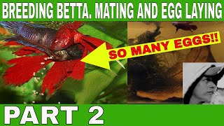 HOW TO BREED BETTA. MATING AND EGG LAYING. PART 2