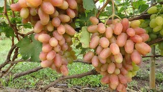 Интересный способ выращивания крупноплодного винограда  Сорт Преображение – Дамские пальчики
