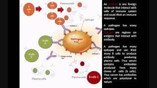 Monoclonal and Polyclonal antibodies