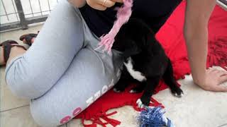 April, ein Hund in Not aus dem Tierschutz