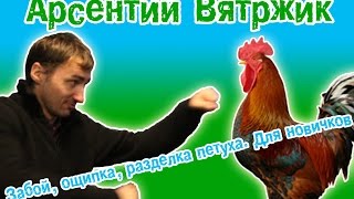 Забой, ощипка, разделка петуха. Для новичков