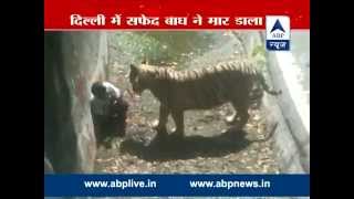 Homem cai na jaula de tigre em zoologico na India e é devorado.