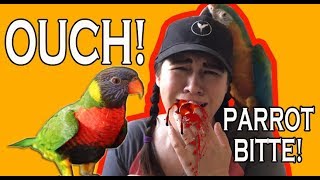DON'T BUY PARROTS TILL YOU SEE THIS!