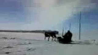Обучение коня