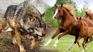 Лошадь не стала убегать от волков, а осталась защищать своего жеребёнка.