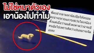 โจรขโมยหมา!! จับน้องไปทำไม!? (น้องปุ้ยหาย)EP1