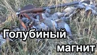 Охота на голубя с голубиным магнитом|Hunting for pigeon to pigeon magnet