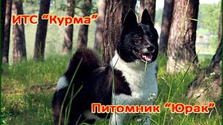 Питомник "Юрак" и ИТС "Курма"