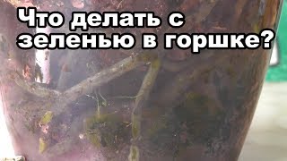 Зеленый налет, мох в горшке с орхидеей. Как убрать мох из горшка? Зеленые водоросли в горшке