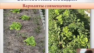 Грядки клумбы - смешанные посадки, цветники