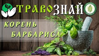 Сюрприз от Барбариса. Если воспалительные процессы в печени и желчном пузыре...