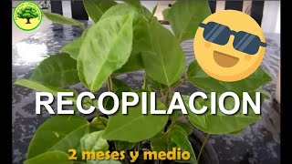 Tiempo de germinación VARIAS SEMILLAS // parte 4 //??? RECOPILACION