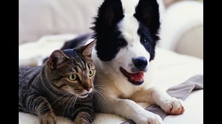 Видео приколы про кошек!Смешные кошки гоняют собак!