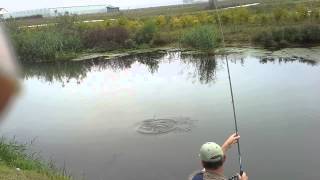 Karper ad Linge bij Huissen 70cm, 15pond (pr 22-9-13)