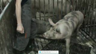 навчальне відео привчання кнура до фантому та відбір сперми серволюкс