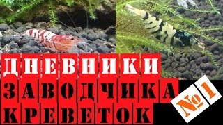 Дневники Заводчика Креветок. Выпуск 1 | ShrimpKeeper's Diaries. Volume 1