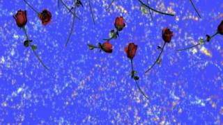 Футаж Розы с фейерверком (1) Footage Roses with fireworks (1)