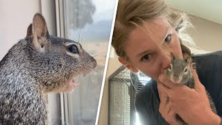 Woman adopts 'aggressive' special needs squirrel