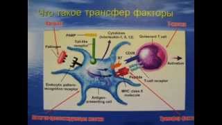 А что такое Трансфер фактор? часть 1