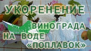 Виноград. Размножение черенками. Проращивание и укоренение черенков на воде.