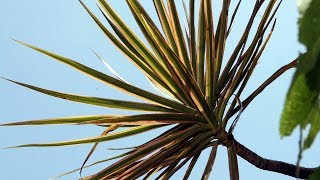 РАЗМНОЖЕНИЕ ДРАЦЕНЫ В ДОМАШНИХ УСЛОВИЯХ | Dracaena Marginata