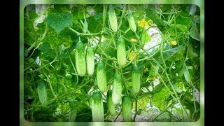 Огурцы для теплицы. Эти сорта просто идеальный вариант!!