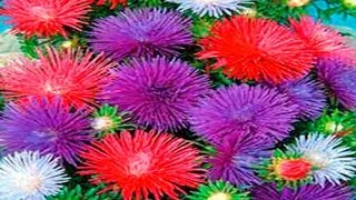 ▬► Flores hechas de papel. Parte 1.