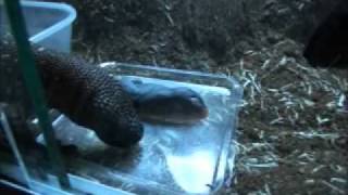 Heloderma horridum exasperatum (Rio Fuerte) feeding time